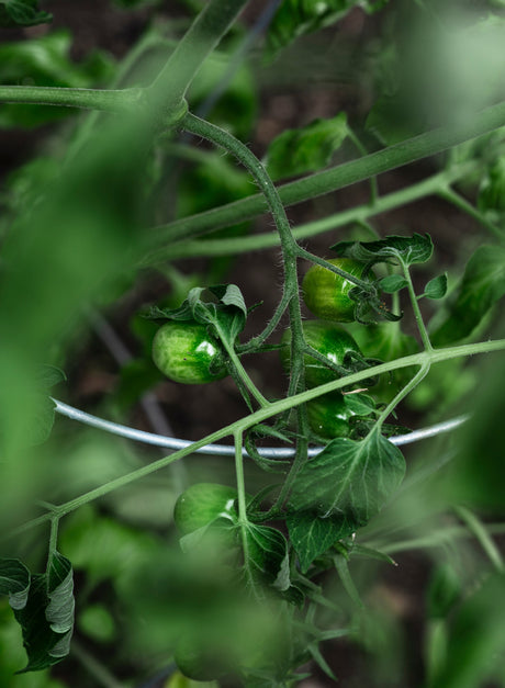 Spank Your Tomatoes! π
πβ¨ How to Get More Fruit on Every Plant!