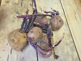 Organic Caribe early-season potato seed rounds from SeedsNow-Potatoes, showing smooth, round, light brown potato seed tubers.