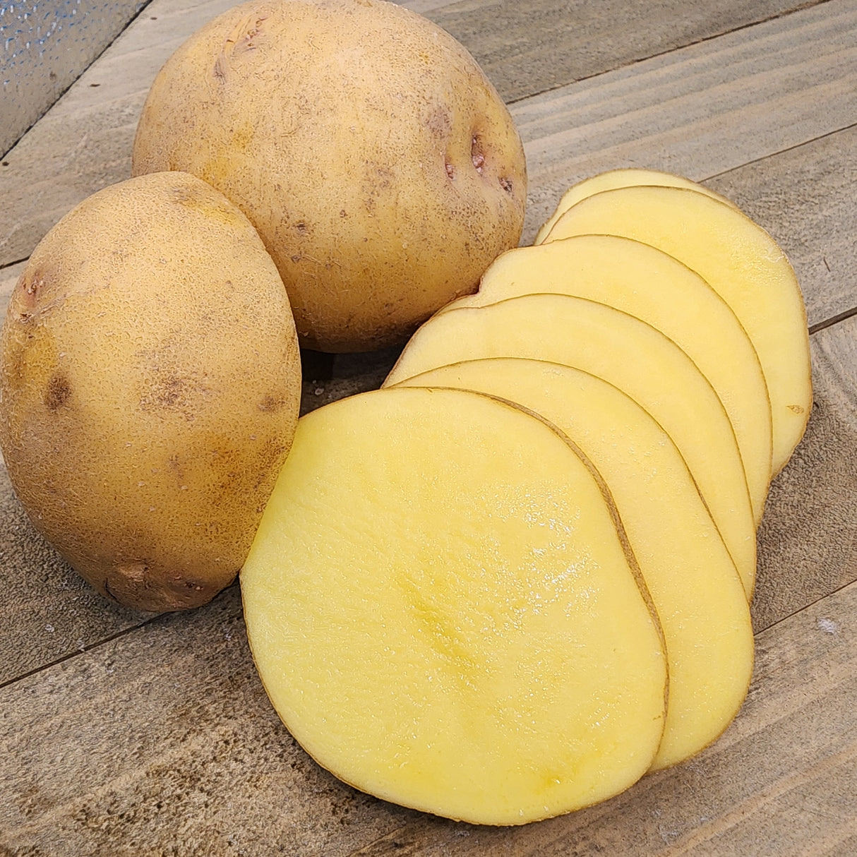 Potato (Mid-Season) - Yukon Gold (Organic rounds)