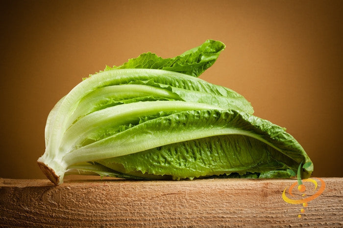 Fresh Romaine lettuce, Paris Island Cos variety, grown from SeedsNow Classic seeds, with vibrant green leaves and crisp texture.