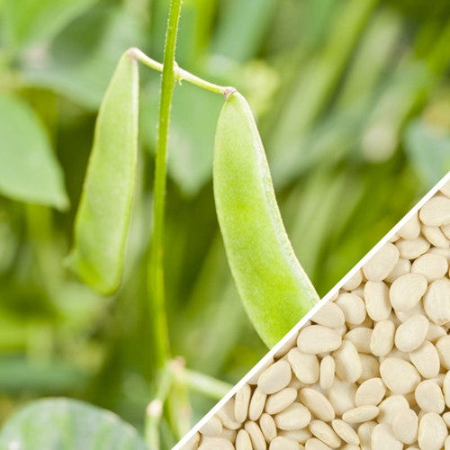 Bean (Lima)- Thorogreen.