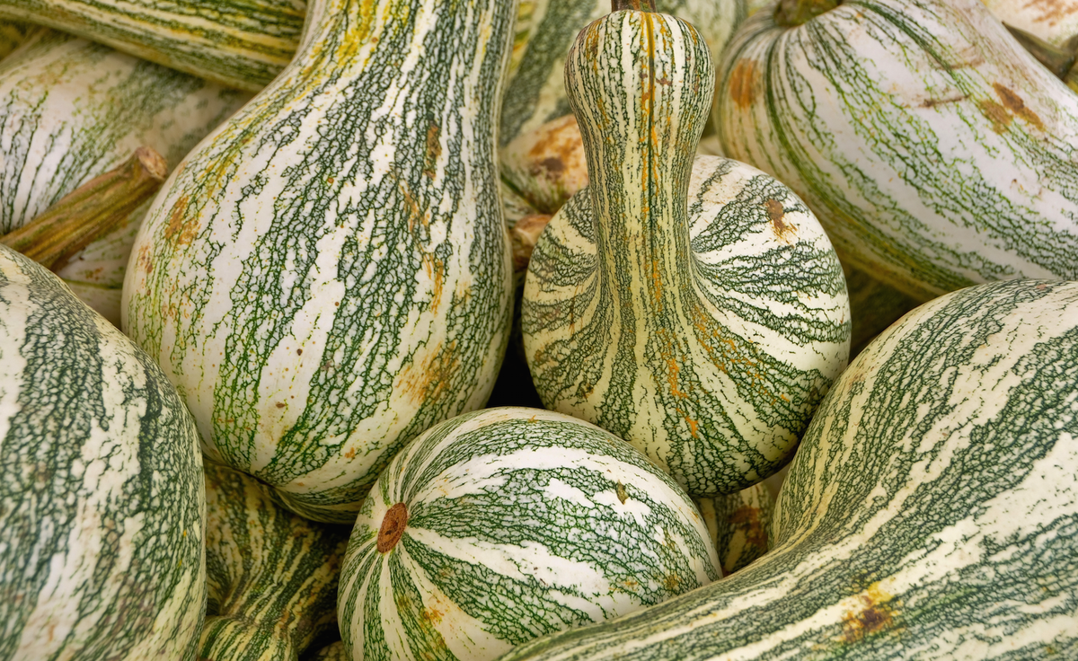 Green striped Cushaw winter squash seeds from SeedsNow, showing the seed packet with colorful illustration and seed details.