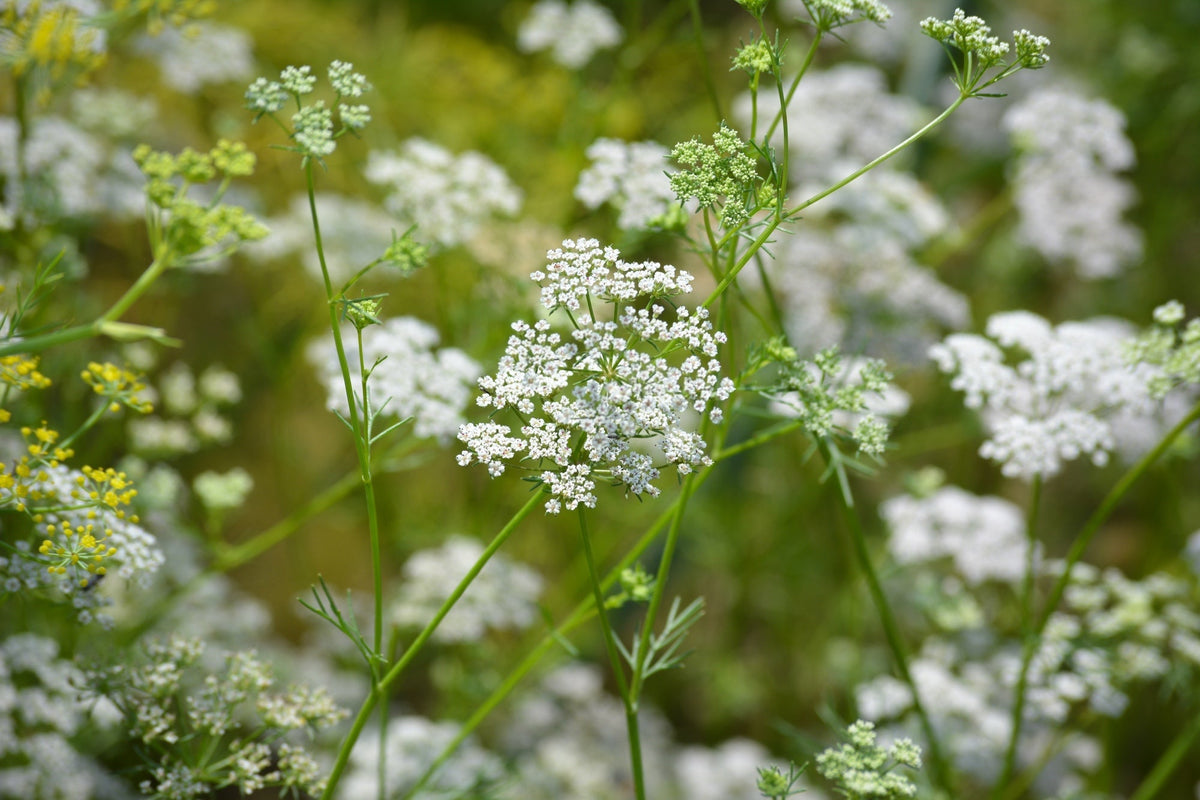 Fresh cumin seeds from SeedsNow, showing vibrant cumin plant seeds and green foliage in natural light.