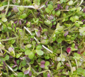 close-up of fresh mixed sprouts from a sprouts seed bank with green and purple leaves