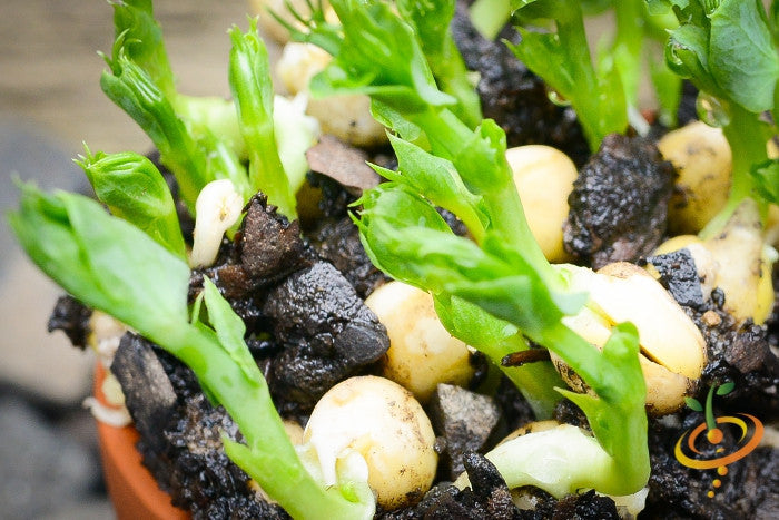 Organic green pea sprouts growing from green seeds in soil close-up