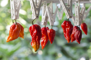 All-in-One WORLD'S Hottest Peppers 🥵🔥🌶️ Variety Pack