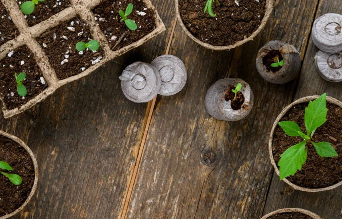 All-in-1 seed starter kit with organic soil, seeds, plant labels, and grow guides for indoor gardening