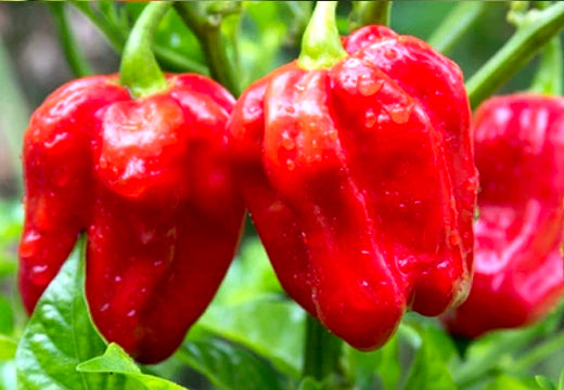 All-in-One WORLD'S Hottest Peppers 🥵🔥🌶️ Variety Pack