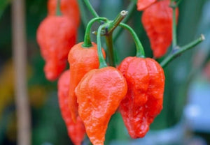 All-in-One WORLD'S Hottest Peppers 🥵🔥🌶️ Variety Pack