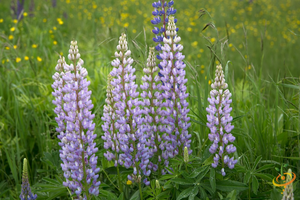 Wildflowers - Lupine Scatter Garden Seed Mix - SeedsNow.com