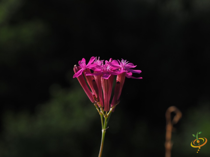 Wildflowers - California Native Scatter Garden Seed Mix - SeedsNow.com