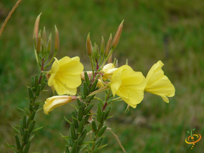 Wildflowers - California Native Scatter Garden Seed Mix - SeedsNow.com