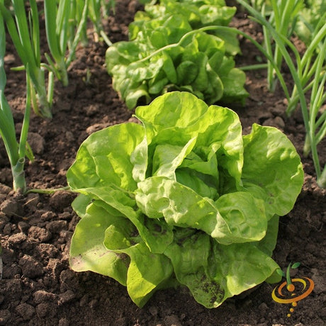 Lettuce - All Year Round - SeedsNow.com