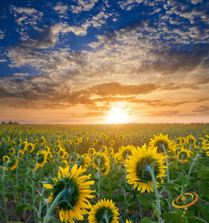 Sunflower - Sungold, Dwarf Sunspot.