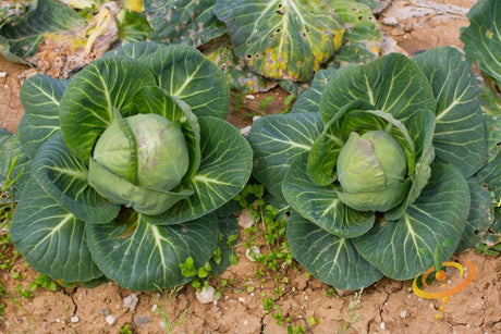 Green Danish Ballhead cabbage heads growing in soil with broad green leaves and some damaged outer leaves visible