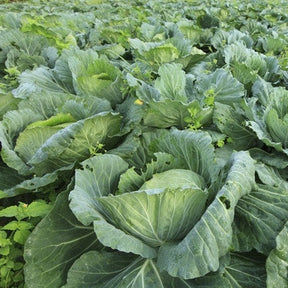 Fresh green Morris Heading collard seeds from SeedsNow, showing vibrant leafy greens and seed packets for planting.