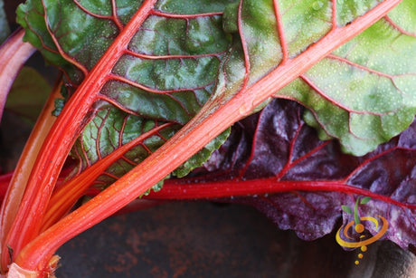 Ruby Red Swiss Chard seeds from SeedsNow, featuring vibrant red stems and dark green leaves, ready for planting.