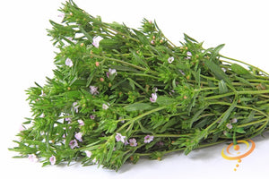 Summer Savory.