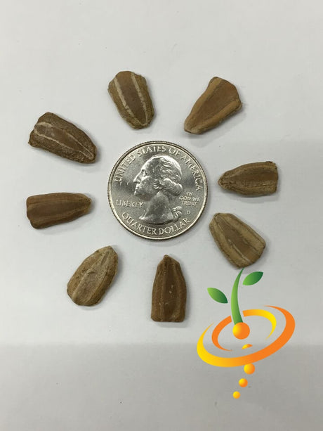 Gourd Caveman's Club seeds by SeedsNow, showing small green gourd seeds on a white background for planting or gardening.