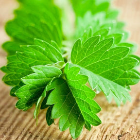 Salad Burnet herb seeds from SeedsNow, showing small green seeds ideal for planting and growing Salad Burnet herbs.