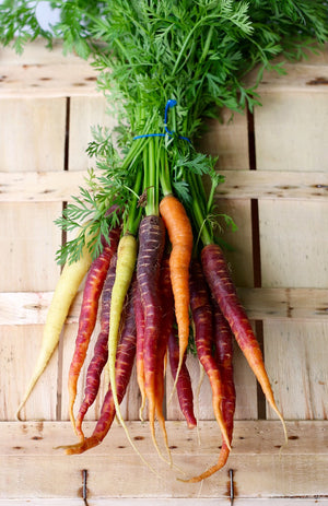 Carrot - Heritage Rainbow Blend - SeedsNow.com