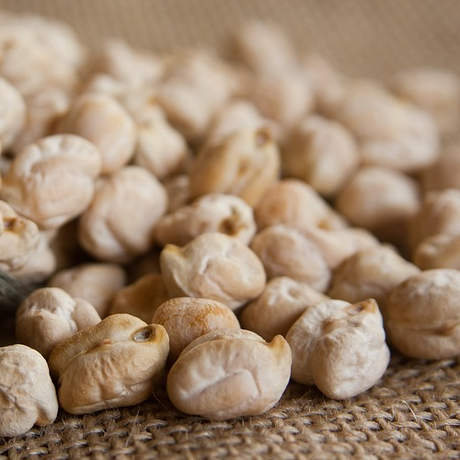 Fresh garbanzo bean sprouts from SeedsNow, showing vibrant green chickpea microgreens in a close-up view.