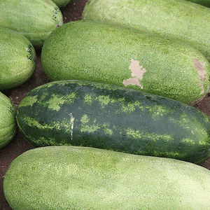 Fresh green and pink watermelon seeds from SeedsNow, ideal for planting Jubilee watermelon varieties.