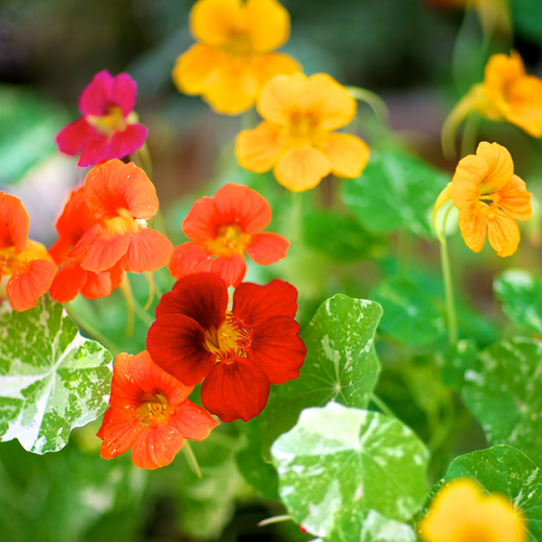 Nasturtium - Alaska Mix - SeedsNow.com