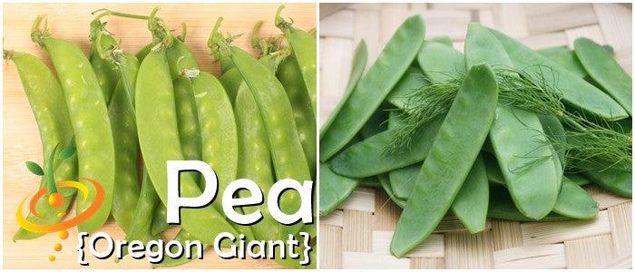 Pea - Oregon Giant.