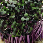 Red Russian kale microgreens sprouting from SeedsNow, fresh and vibrant, ready for salads or garnishes.