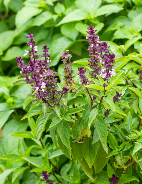 Basil Licorice seeds from SeedsNow, small green seeds with a smooth surface, ideal for planting in herb gardens.