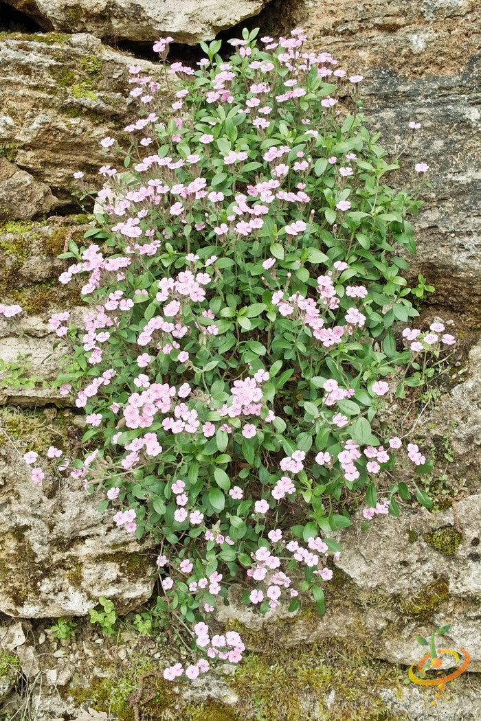 Flowers - Soapwort - SeedsNow.com